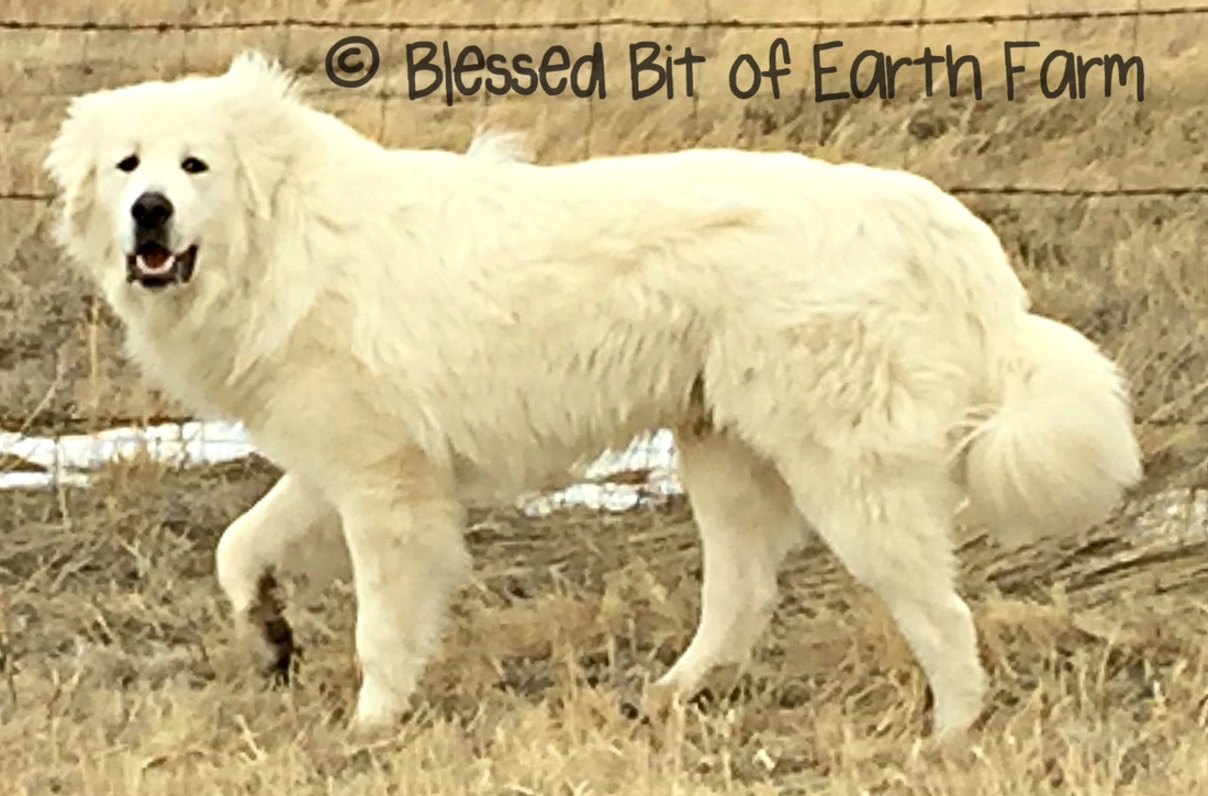 Colorado Mountain Dogs Blessed Bit Of Earth Farm